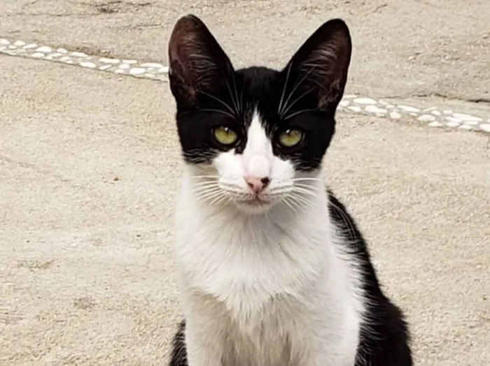 Gato ra a SRD idade 2 a 6 meses nome GATINHOS