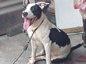 Cachorro raça Pitbull idade 2 a 6 meses nome Glock