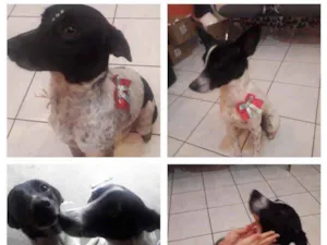 Cachorro raça SRD idade 1 ano nome Luna e Nina