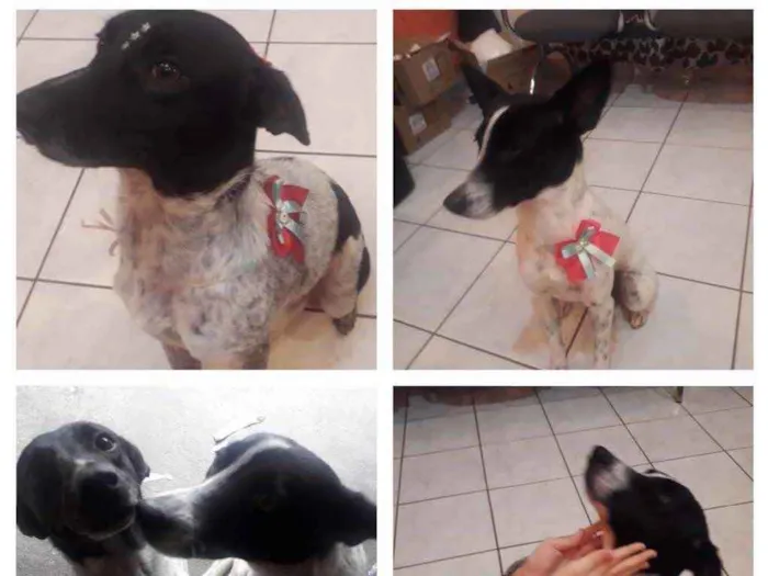 Cachorro ra a SRD idade 1 ano nome Luna e Nina
