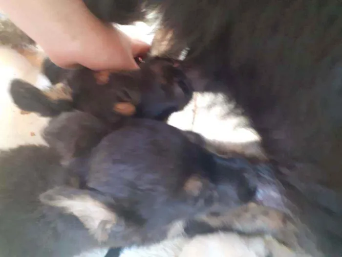 Cachorro ra a Indefinida idade Abaixo de 2 meses nome Sem nome