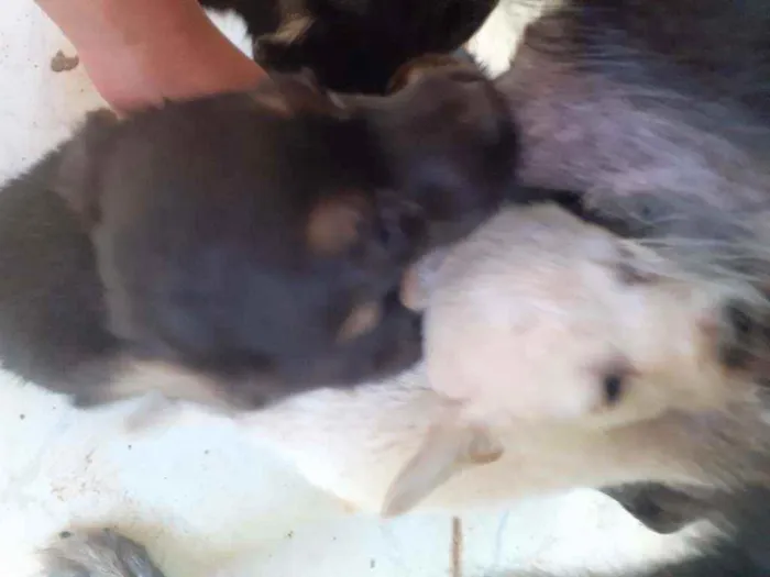Cachorro ra a Indefinida idade Abaixo de 2 meses nome Sem nome