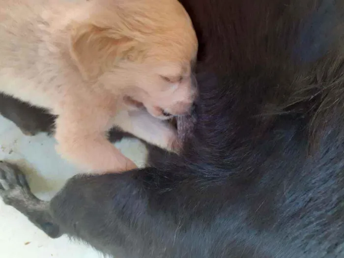 Cachorro ra a Indefinida idade Abaixo de 2 meses nome Sem nome