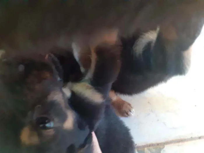 Cachorro ra a Indefinida idade Abaixo de 2 meses nome Sem nome