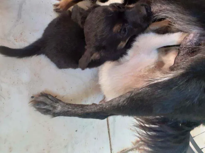 Cachorro ra a Indefinida idade Abaixo de 2 meses nome Sem nome