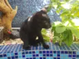 GATINHOS