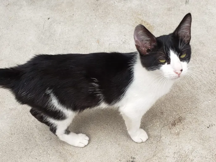 Gato ra a SRD idade 7 a 11 meses nome GATINHOS 