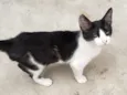 GATINHOS