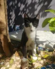 GATINHOS