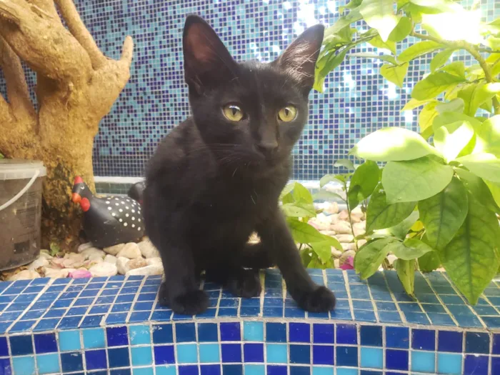 Gato ra a SRD idade 7 a 11 meses nome GATINHOS 