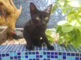 GATINHOS