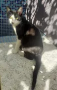 GATINHOS