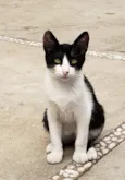 GATINHOS