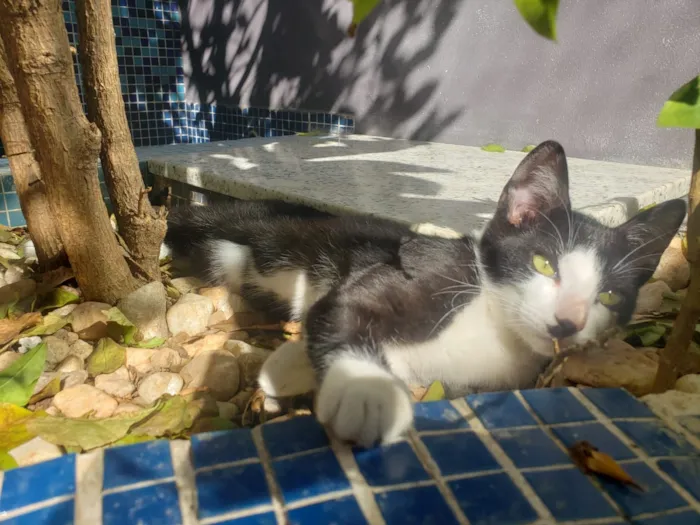 Gato ra a SRD idade 7 a 11 meses nome GATINHOS 