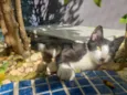 GATINHOS