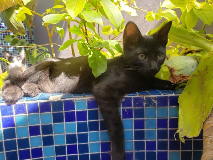 Gato ra a SRD idade 7 a 11 meses nome GATINHOS 