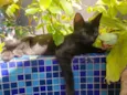 GATINHOS