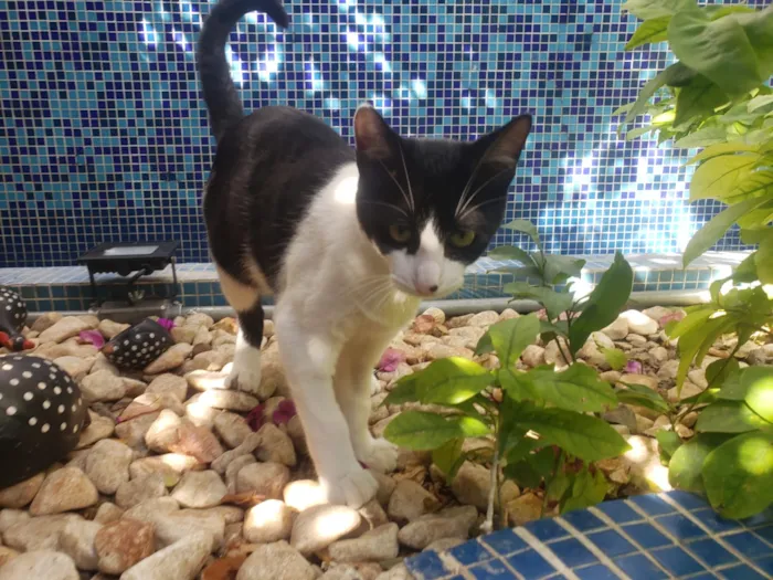 Gato ra a SRD idade 7 a 11 meses nome GATINHOS 