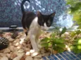 GATINHOS