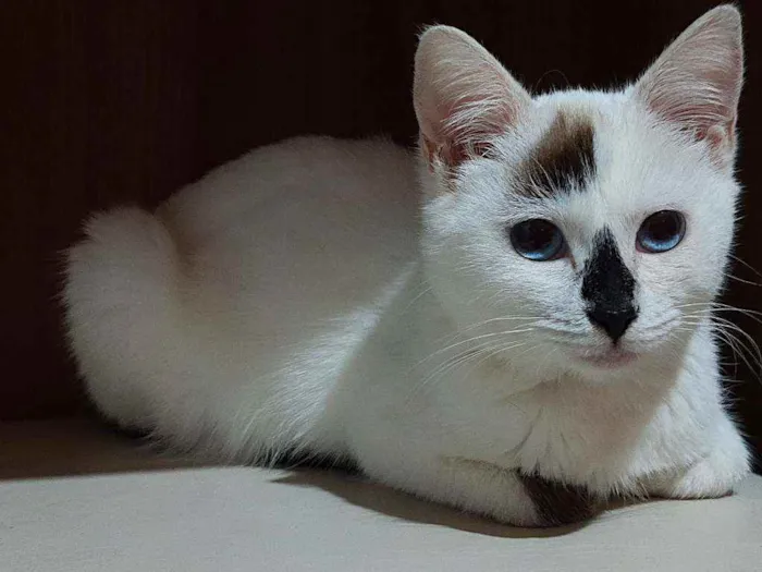Gato ra a Desconhecida  idade 2 a 6 meses nome Mel 