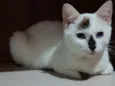 Mel