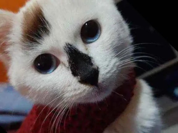 Gato ra a Desconhecida  idade 2 a 6 meses nome Mel 