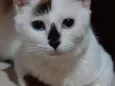 Mel