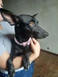 Amora