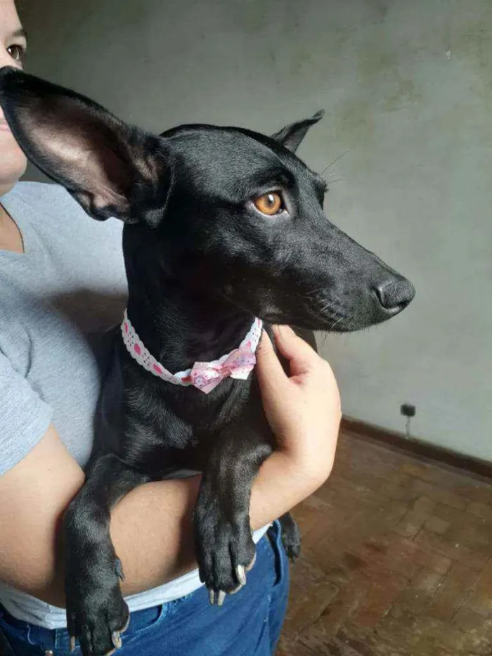 Cachorro ra a Srd idade 1 ano nome Amora