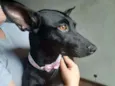 Amora