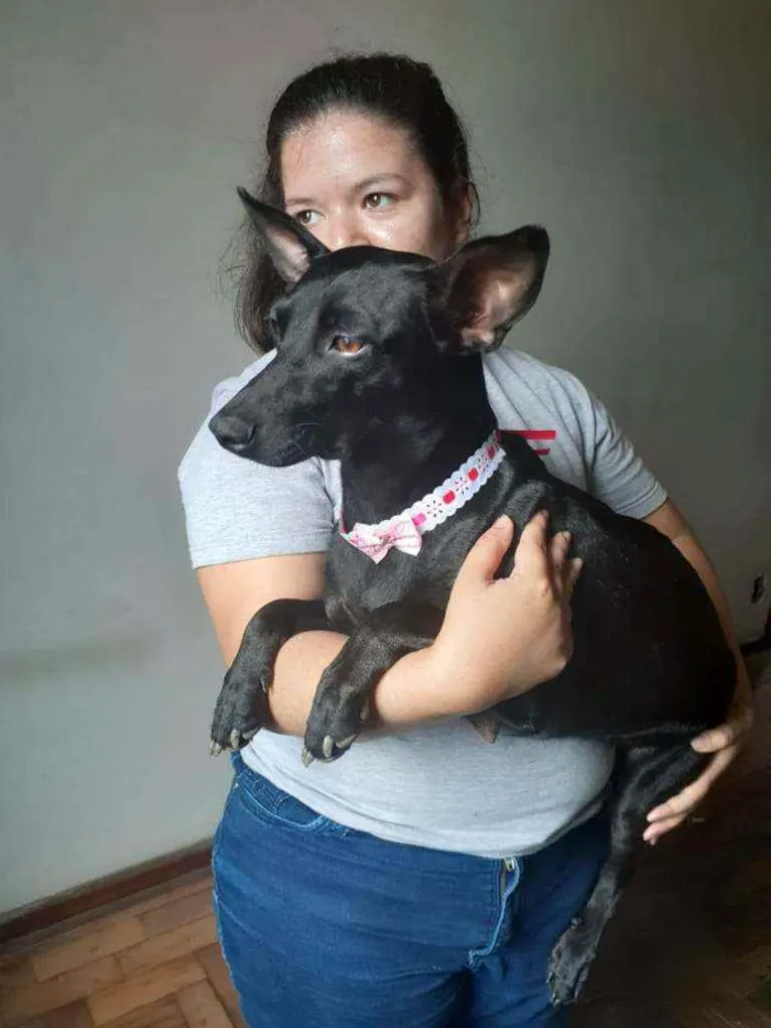 Cachorro ra a Srd idade 1 ano nome Amora