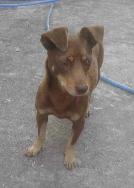Cachorro ra a Srd idade 1 ano nome Milie