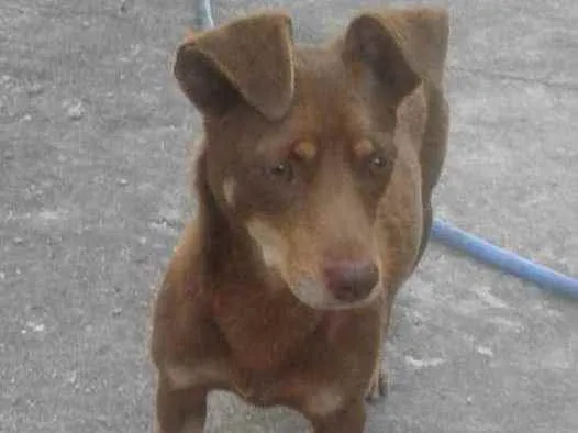 Cachorro ra a Srd idade 1 ano nome Milie