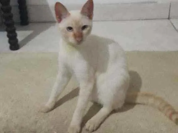 Gato raça Srd idade 7 a 11 meses nome Pedrito