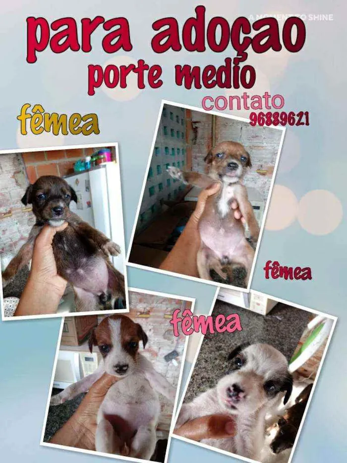 Cachorro raça Srd idade Abaixo de 2 meses nome Filhotes