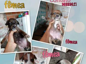 Cachorro raça Srd idade Abaixo de 2 meses nome Filhotes