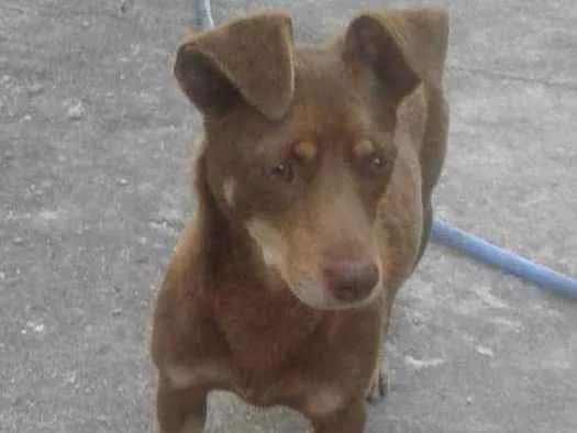 Cachorro ra a Srd idade 1 ano nome Milie