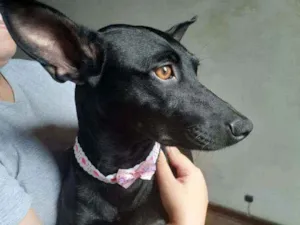Cachorro raça Srd idade 1 ano nome Amora