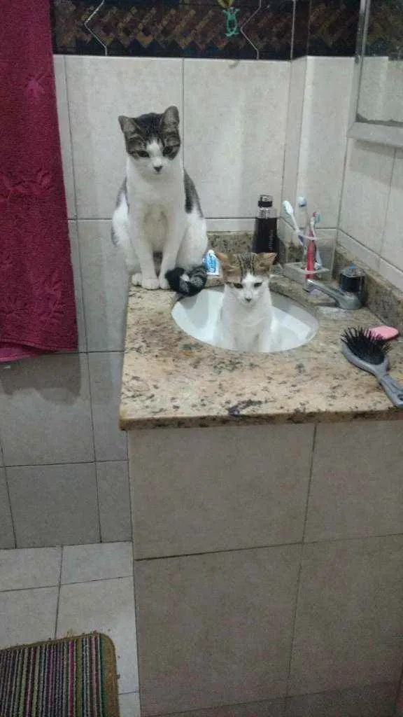 Gato ra a Sem raça definida idade 2 a 6 meses nome Chantilly