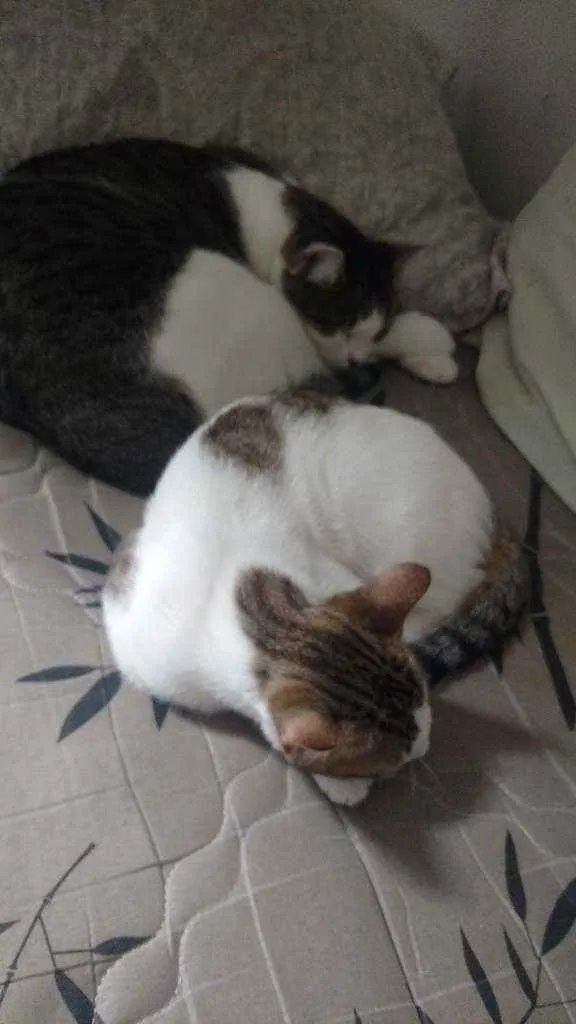 Gato ra a Sem raça definida idade 2 a 6 meses nome Chantilly