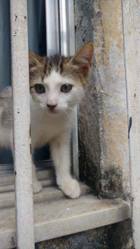Gato ra a Sem raça definida idade 2 a 6 meses nome Chantilly