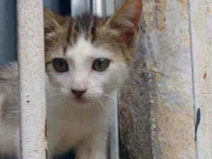 Gato raça Sem raça definida idade 2 a 6 meses nome Chantilly