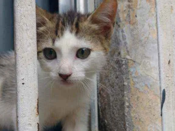 Gato ra a Sem raça definida idade 2 a 6 meses nome Chantilly