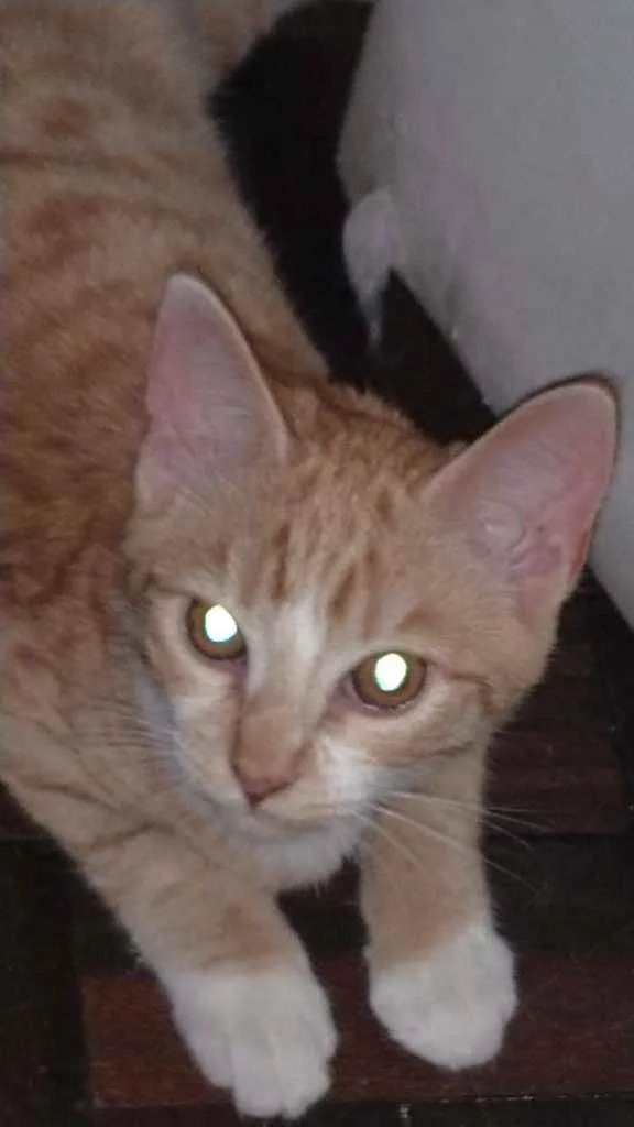 Gato ra a Felino idade 2 a 6 meses nome Princesa