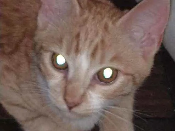 Gato ra a Felino idade 2 a 6 meses nome Princesa