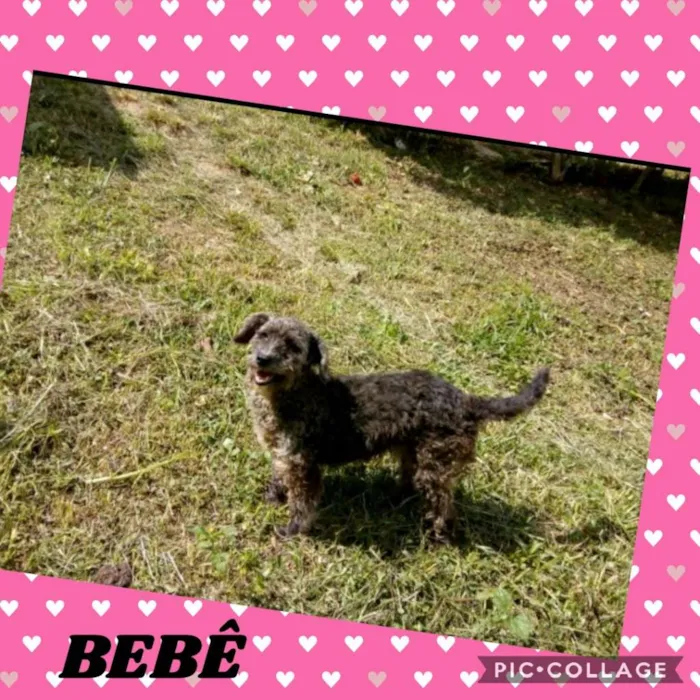 Cachorro ra a SRD/MIX POODLE idade 3 anos nome BEBÊ