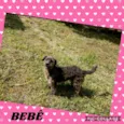 BEBÊ