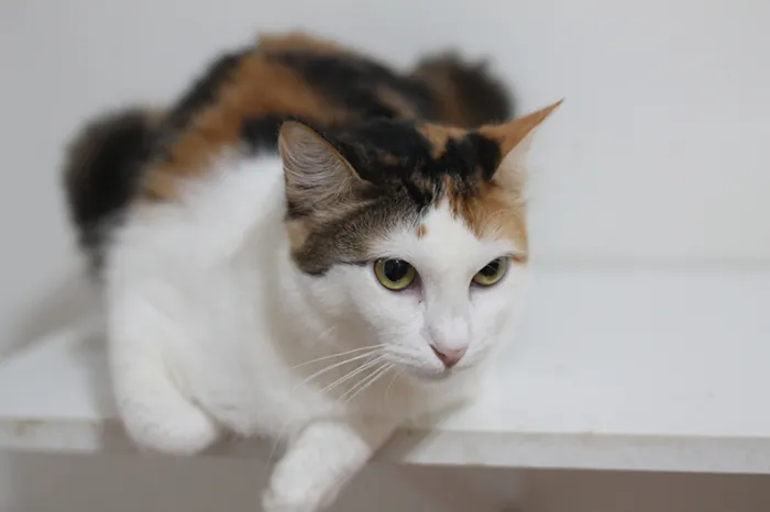 Gato raça SRD idade 3 anos nome Alba