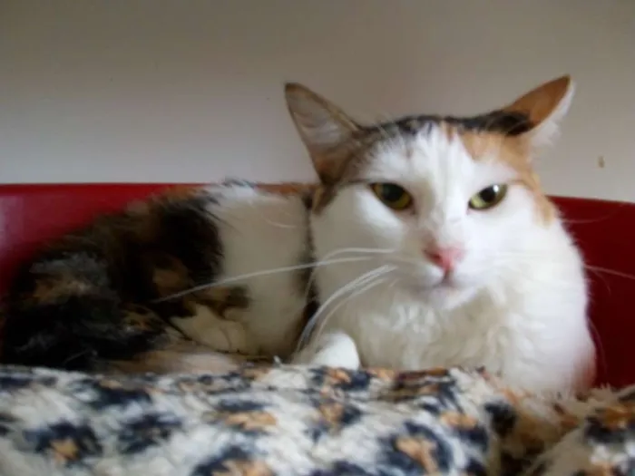 Gato raça SRD idade 3 anos nome Alba