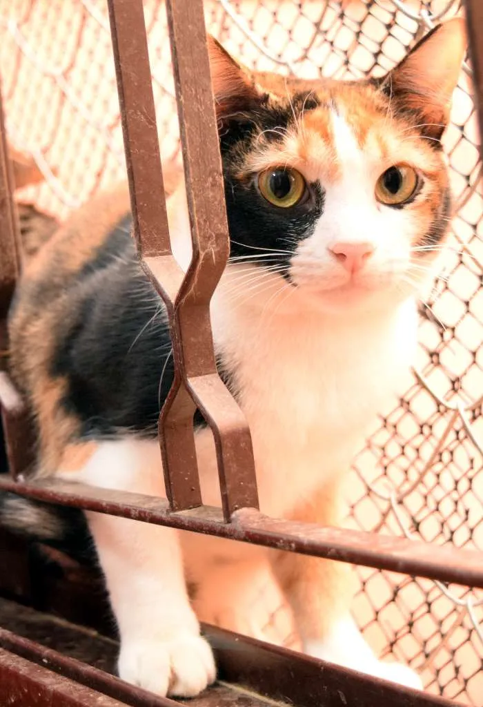 Gato raça SRD idade 2 anos nome Vick